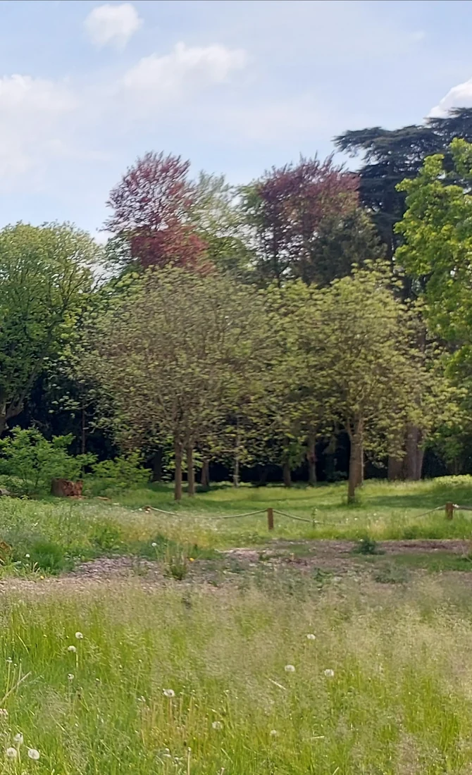 A sunny meadow of dandelion clocks in front of spring trees in green and copper
